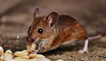 24 Hour & Emergency Exterminators in Pembina, ND